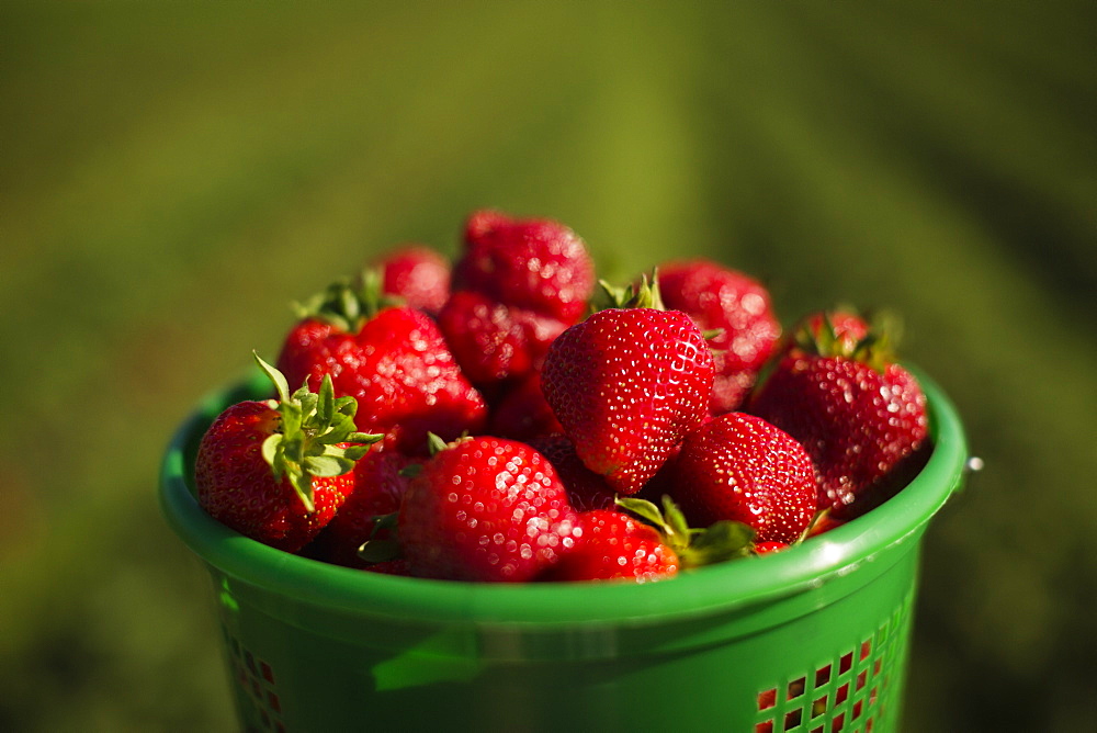 Full basket of ripe strawberries in strawberry field