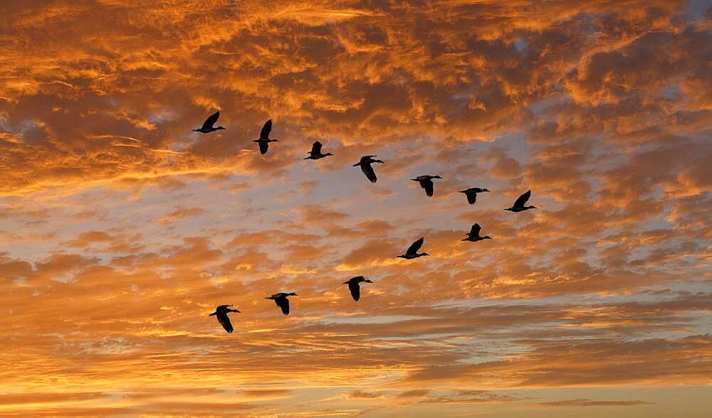 Egyptian Goose (Alopochen aegyptiaca) flying in V-formation against clouds at sunset