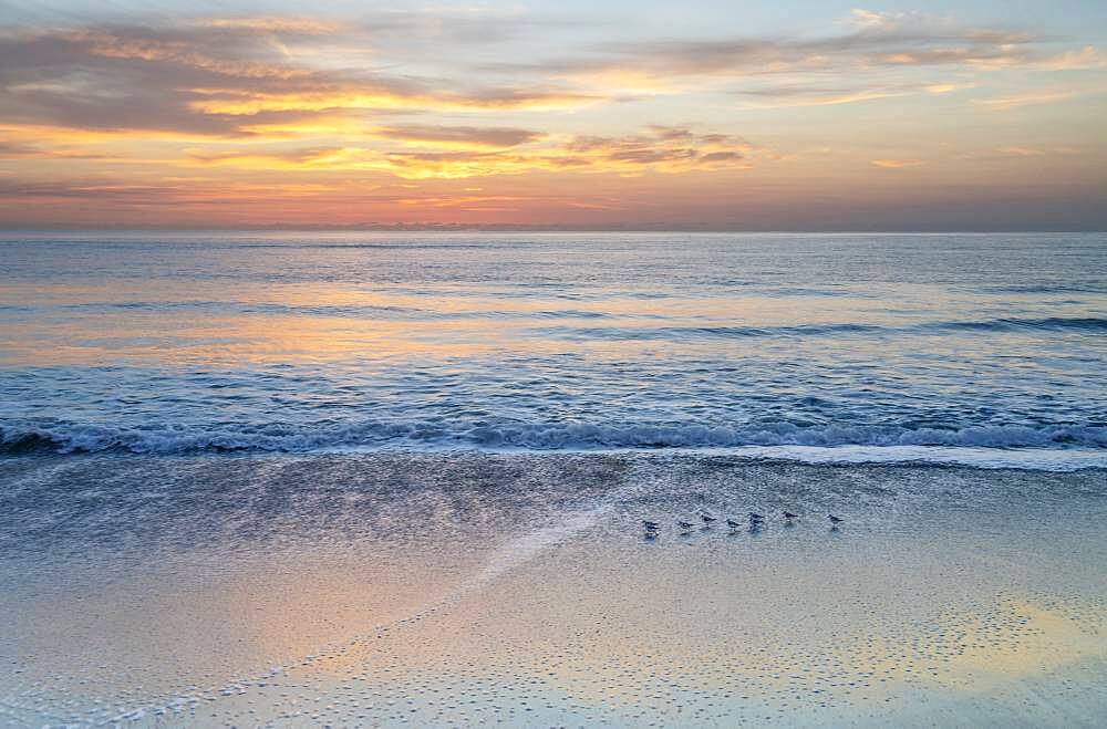 USA, Florida, Boca Raton, Small shore birds walking along beach at sunrise