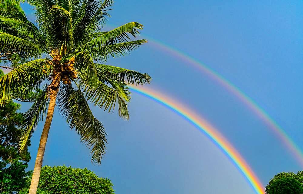 Palm tree and double rainbow on blue sky