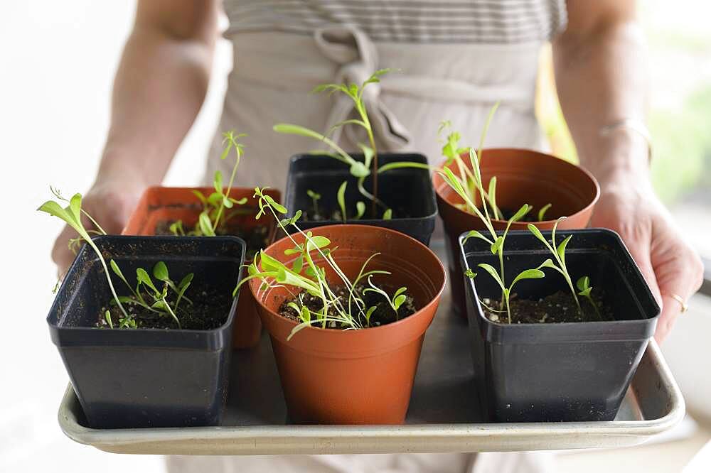 Close-up of woman holding tray with small pots with seedlings