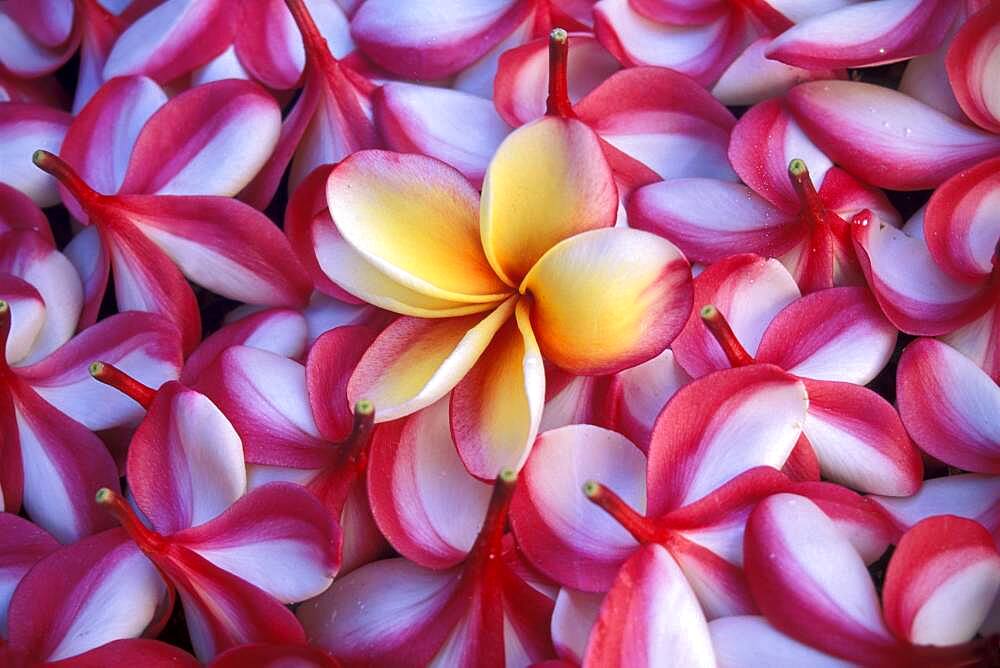 Close-up of frangipani flowers