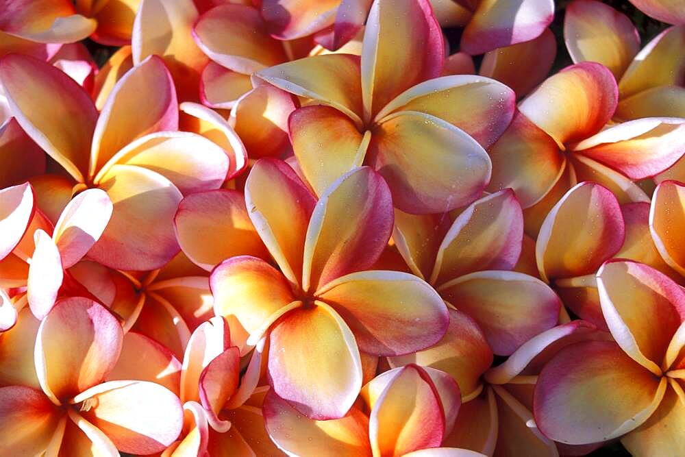 Close-up of frangipani flowers