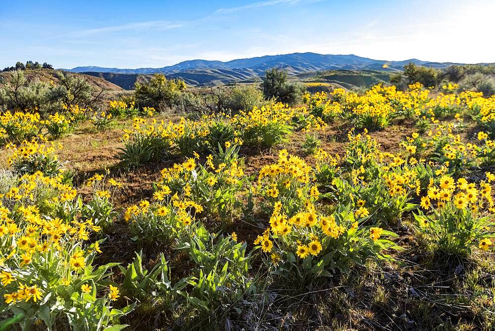 USA, Idaho, Boise, Field of arrowleaf balsamroot (Balsamorhiza sagittata)