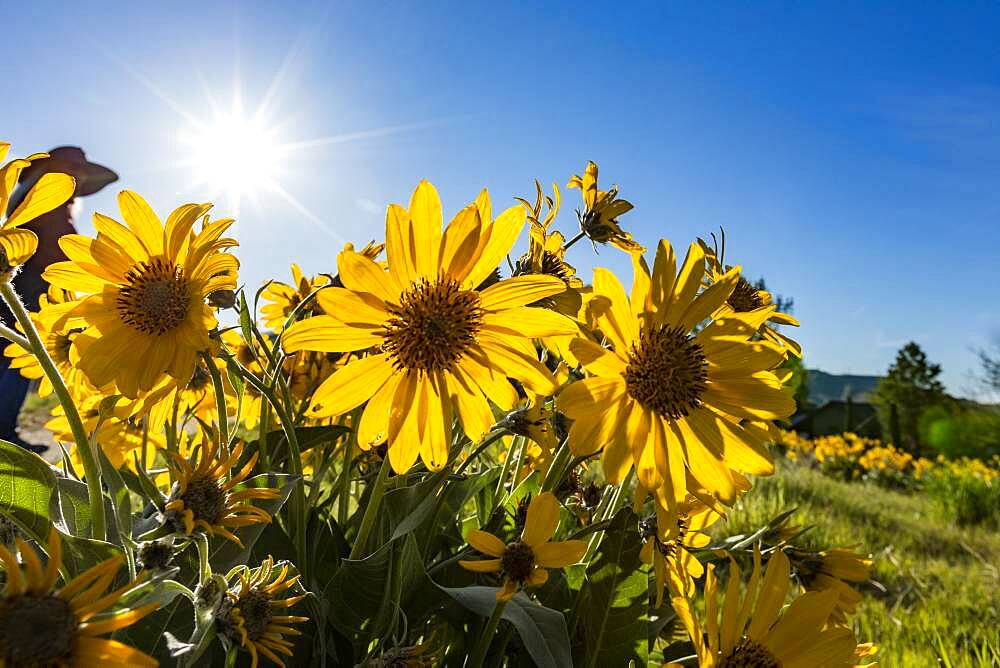 USA, Idaho, Boise, Sun shining above field of arrowleaf balsamroot (Balsamorhiza sagittata)