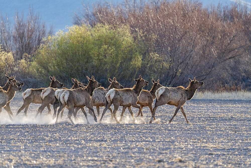 USA, Idaho, Bellevue, Herd of elks (Cervus canadensis) crossing plowed pasture near Sun Valley