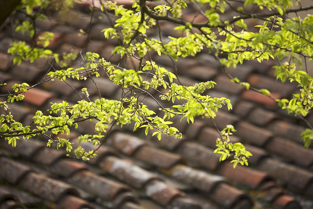 Terracotta roof tiles Italy