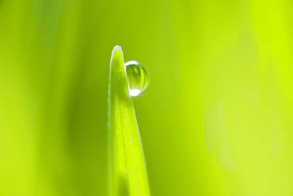 Drop of water on blade of grass