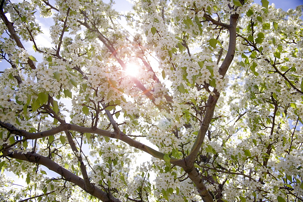 Flowering apple tree