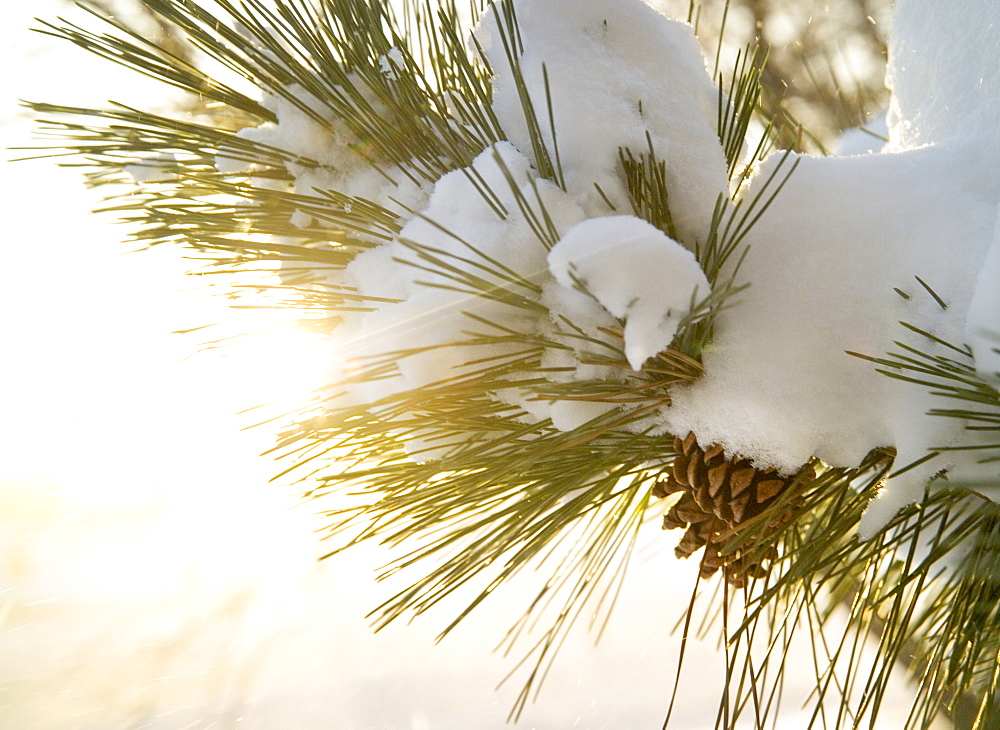 Closeup of snow covered pine bough