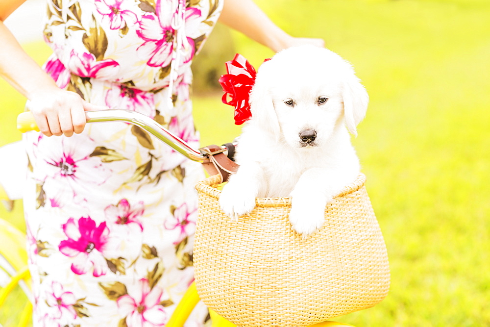 Mid-section shot of woman wearing dress driving bicycle with white puppy sitting in basket 