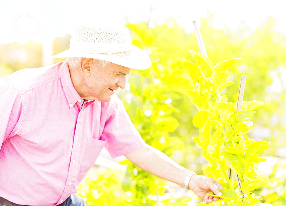 Portrait of senior man touching plant leaf in garden