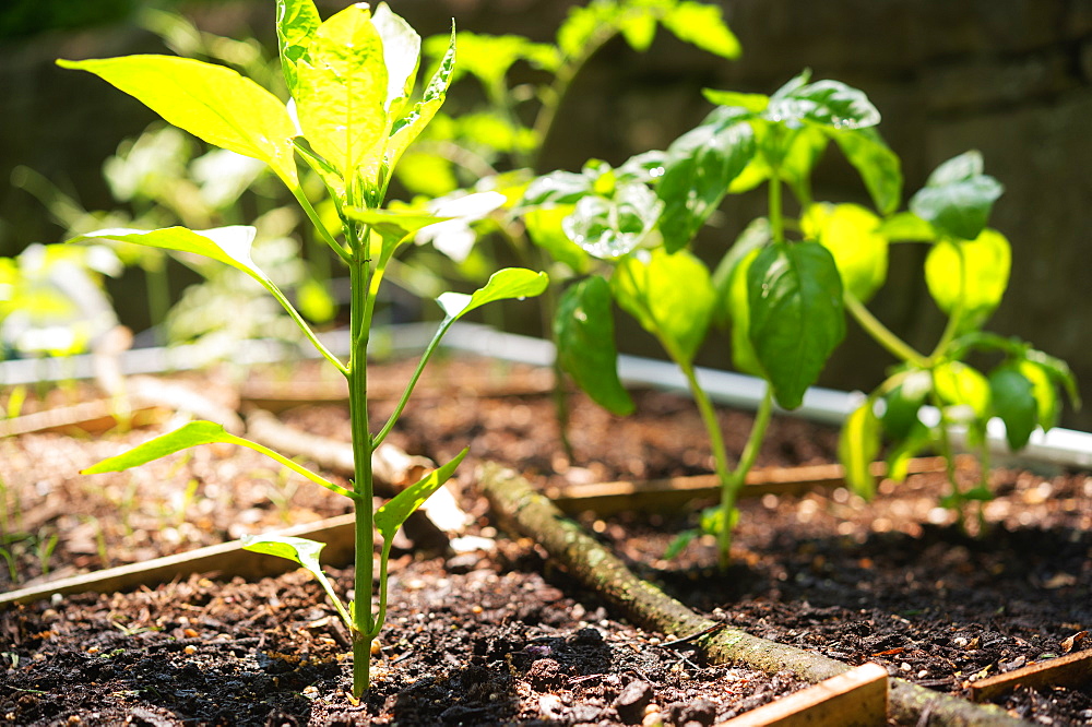 Close-up of seedlings