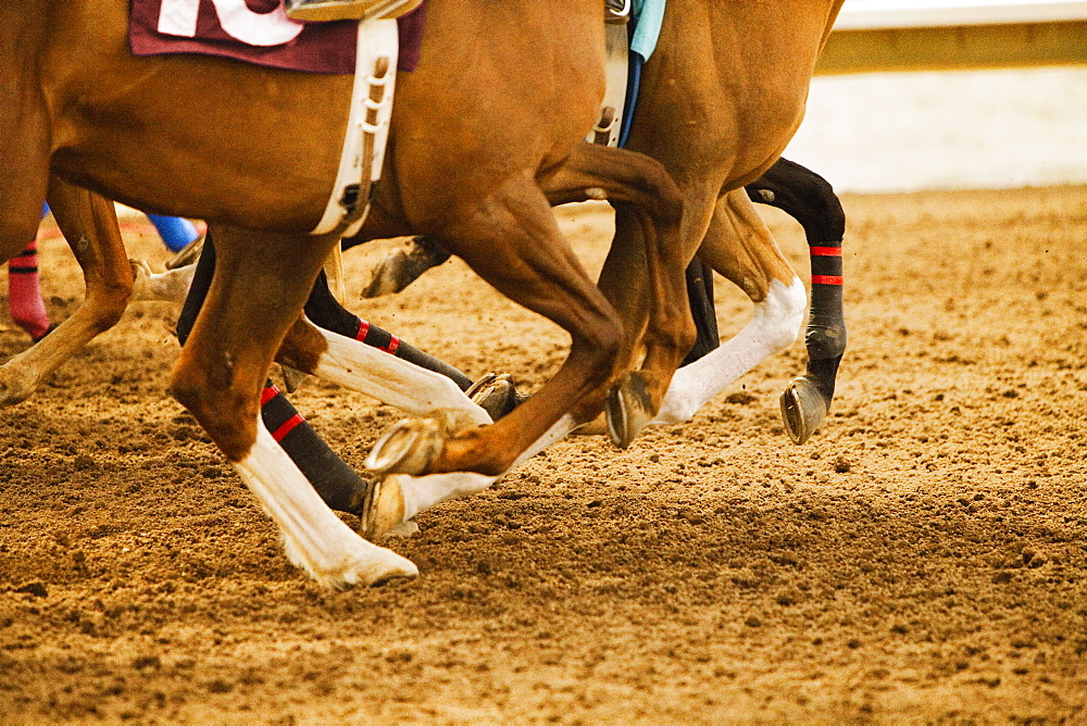 Legs of race horses running side by side on horse racing track during competition