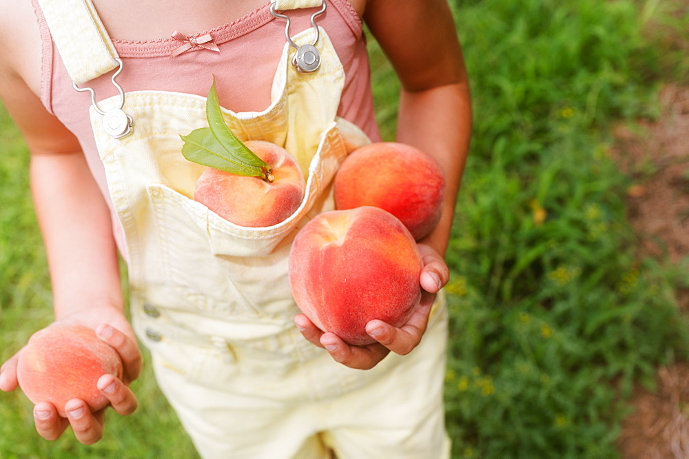 Girl (8-9) holding freshly picked peaches in orchard