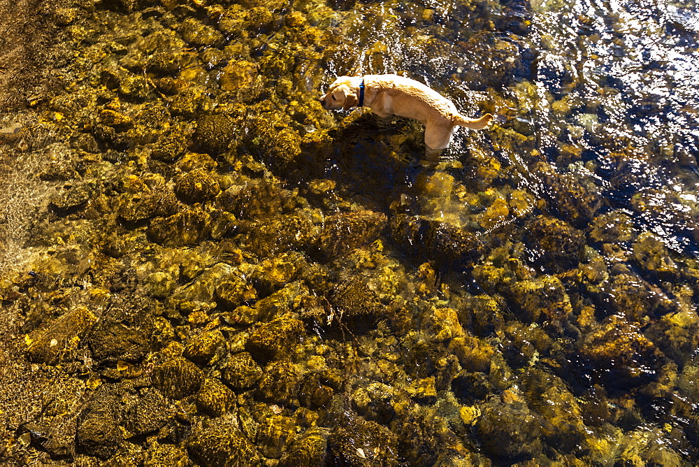 Golden Retriever wading in Big Wood River