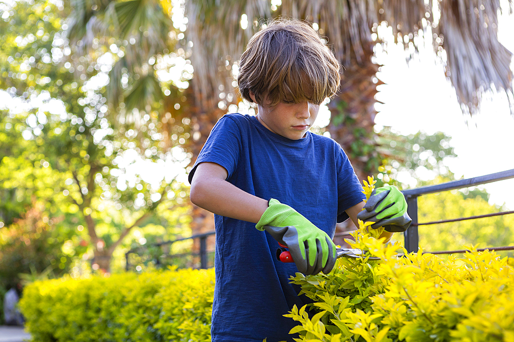 Boy (8-9) using pruning shears on hedge