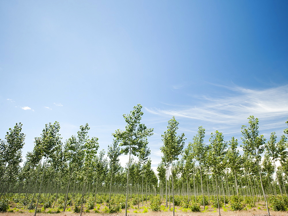 USA, Oregon, Boardman, Poplar trees