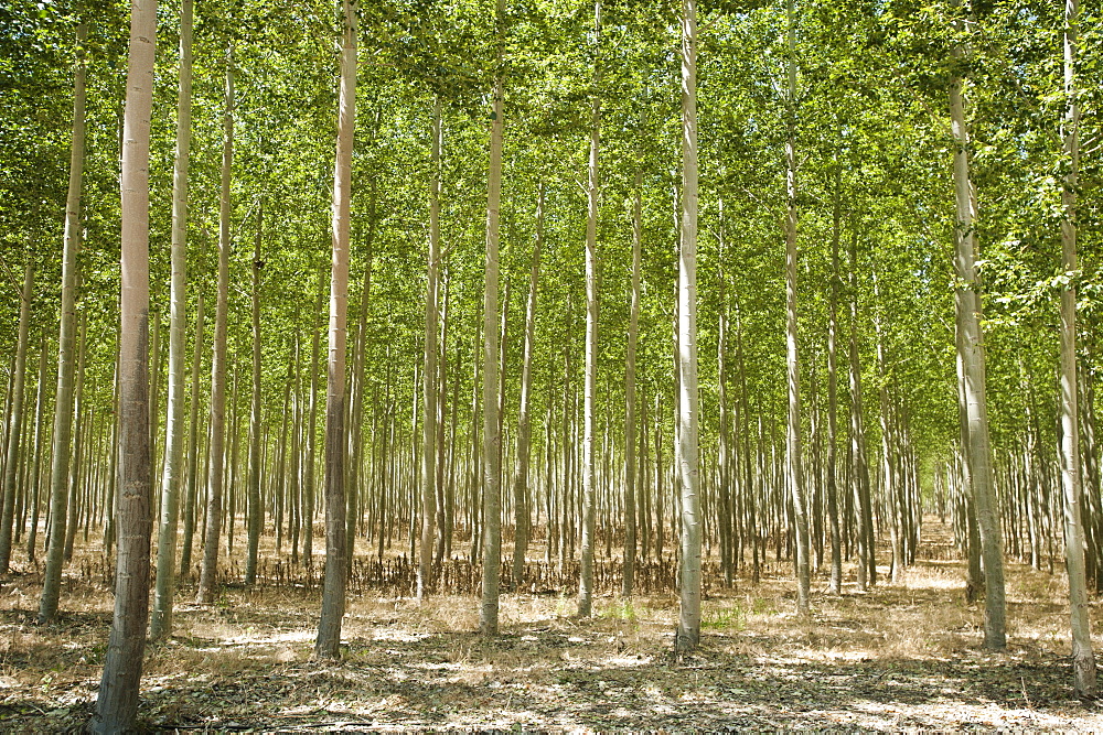 USA, Oregon, Boardman, Poplar trees