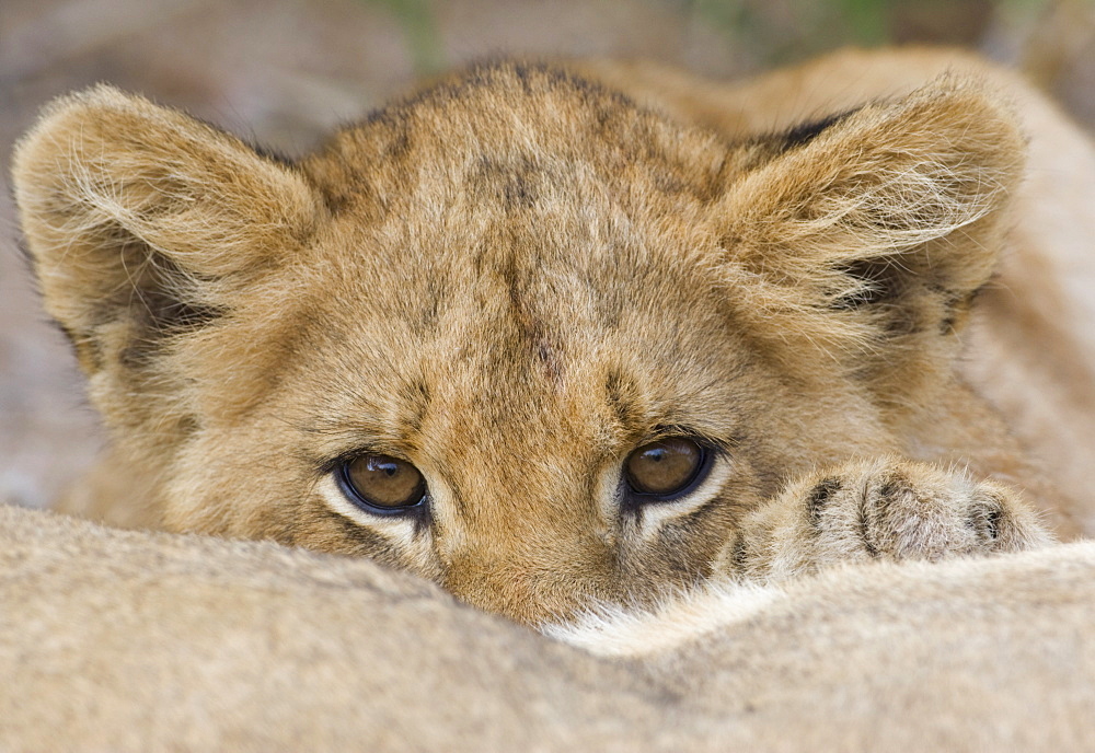 Close up of lion cubâ€™s face