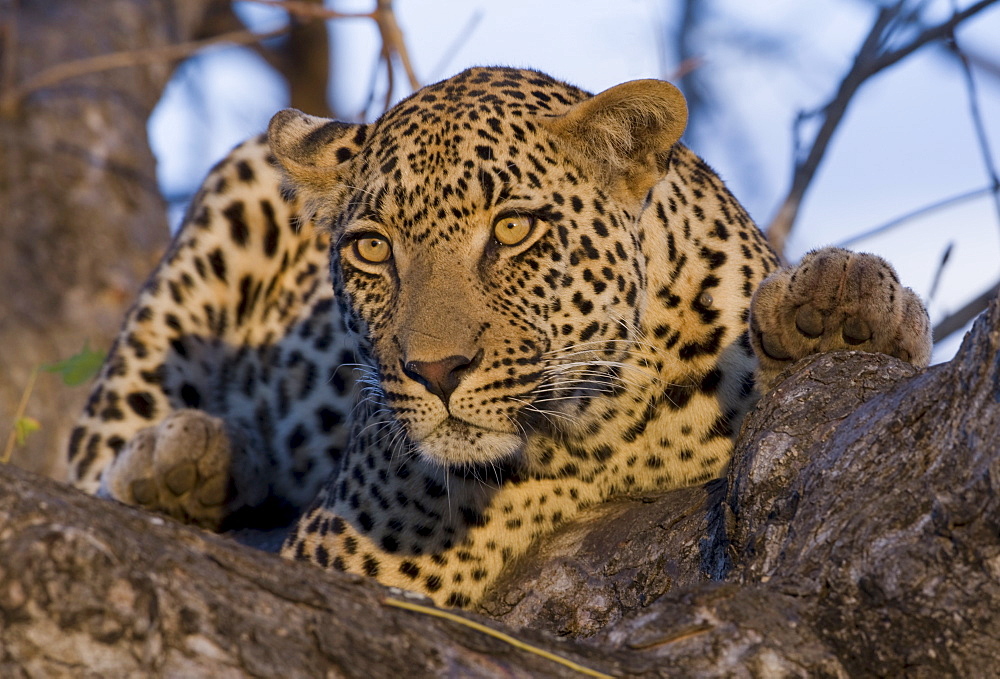 Leopard resting in tree