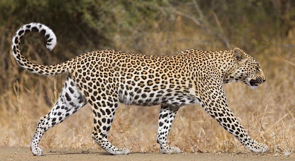 Leopard walking