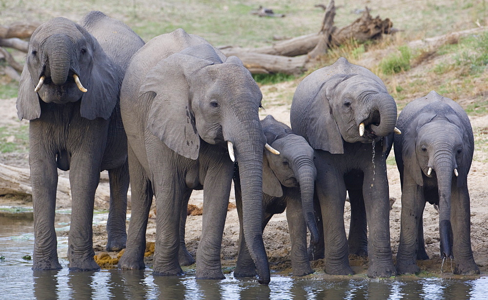 Elephants drinking water