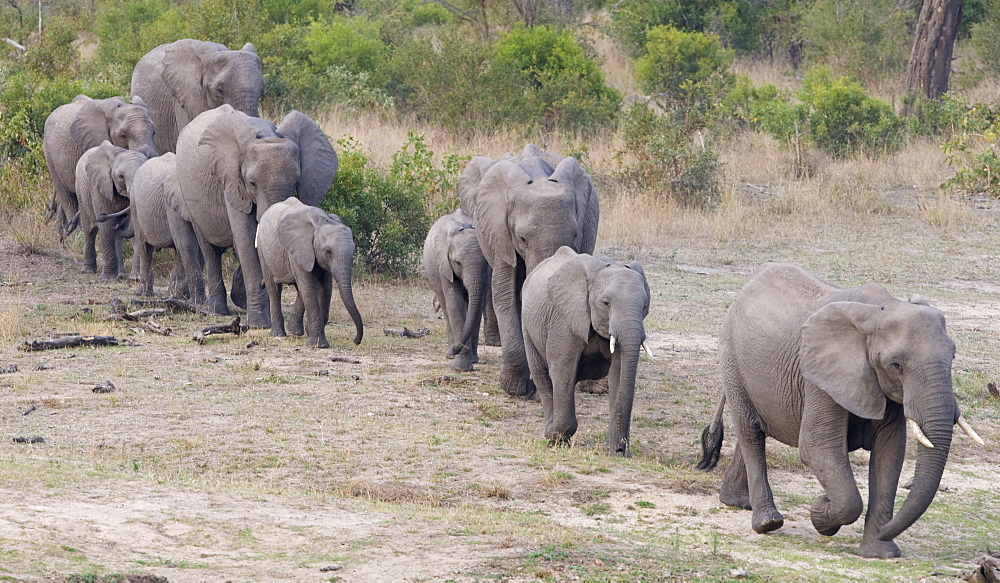 Elephants walking in a row