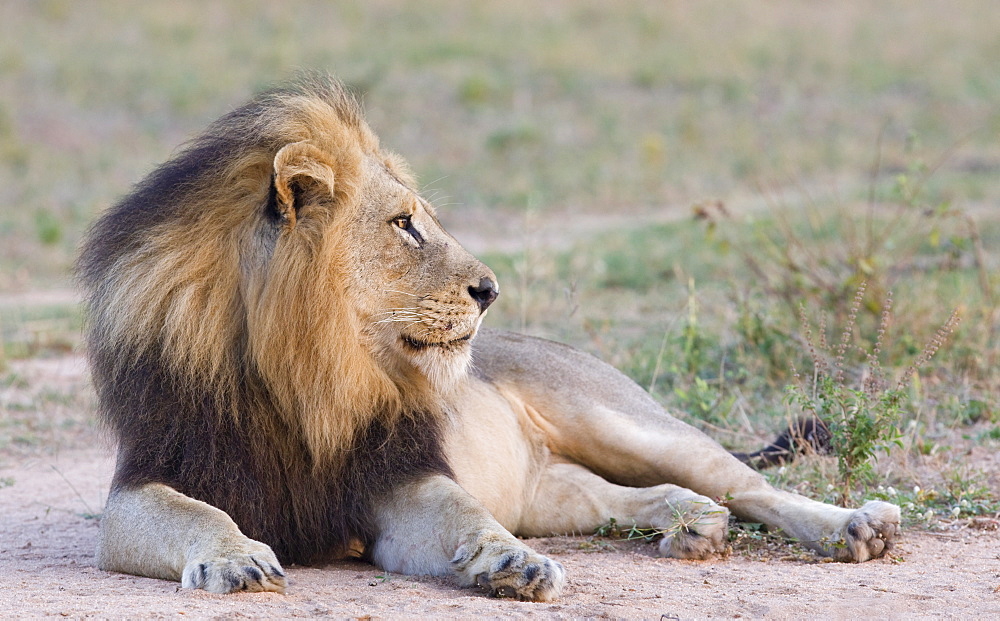 Lion lying down in dirt