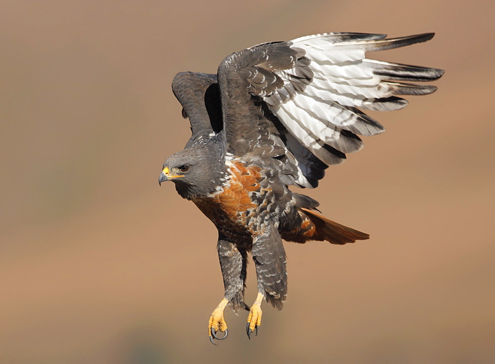 Bird in flight