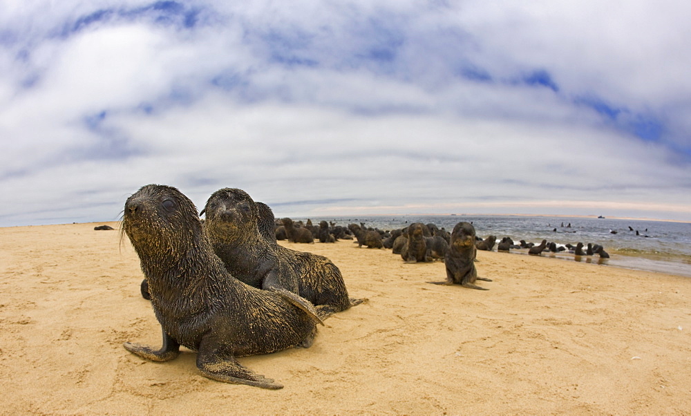 Close up of baby South African Fur Seals, Namibia, Africa