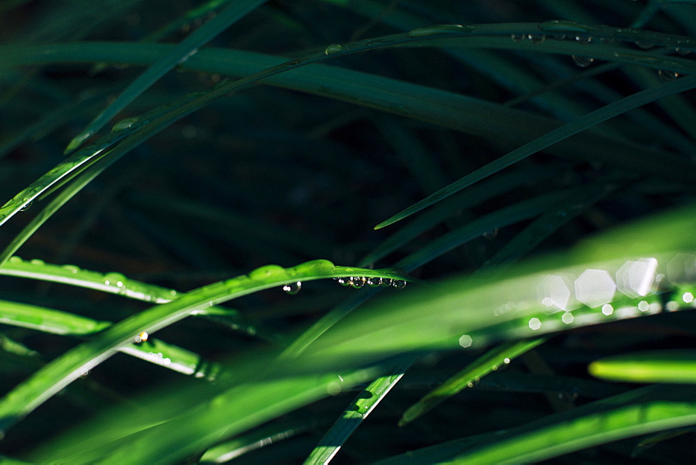 Raindrops on blade of grass