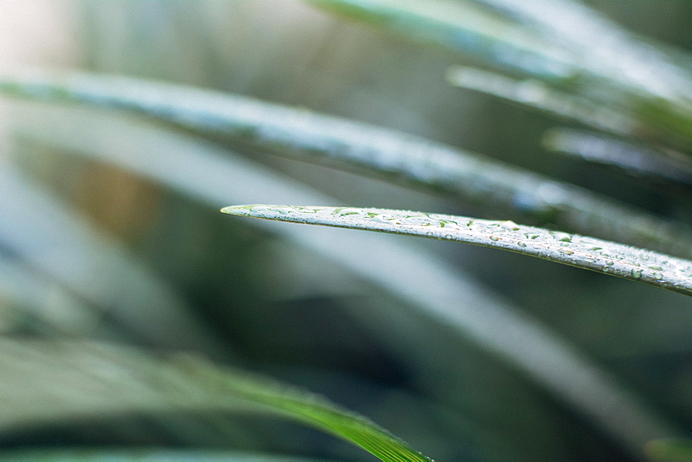 Raindrops on blade of grass