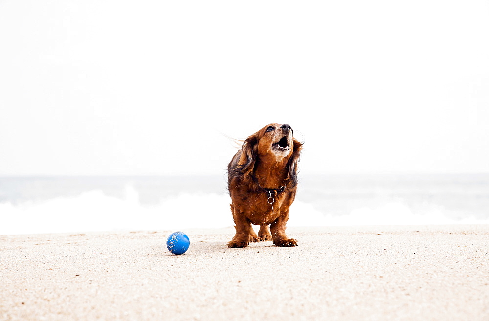 Happy dachshund standing on beach next to ball