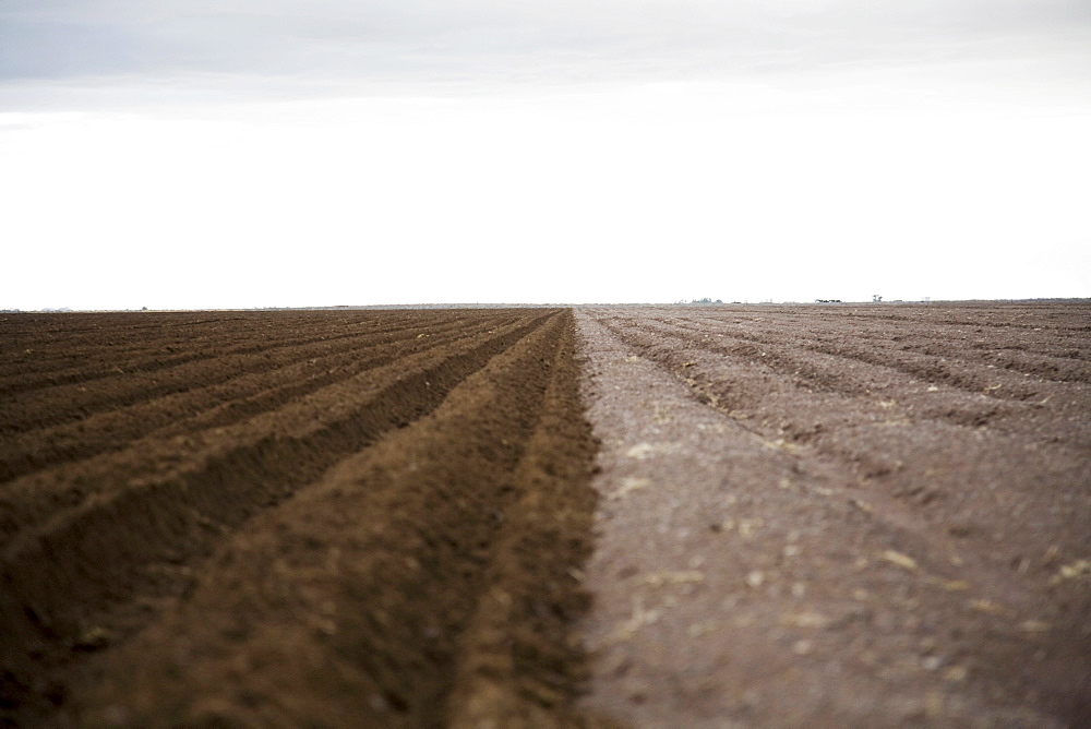 Potato field, Colorado, USA