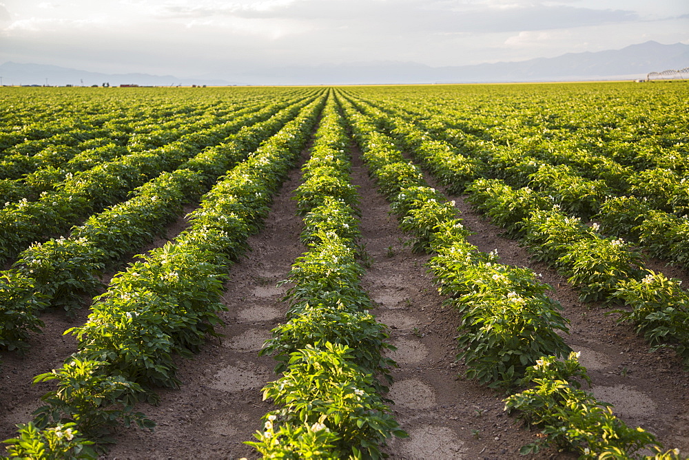 Rows of potato plants, Colorado, USA