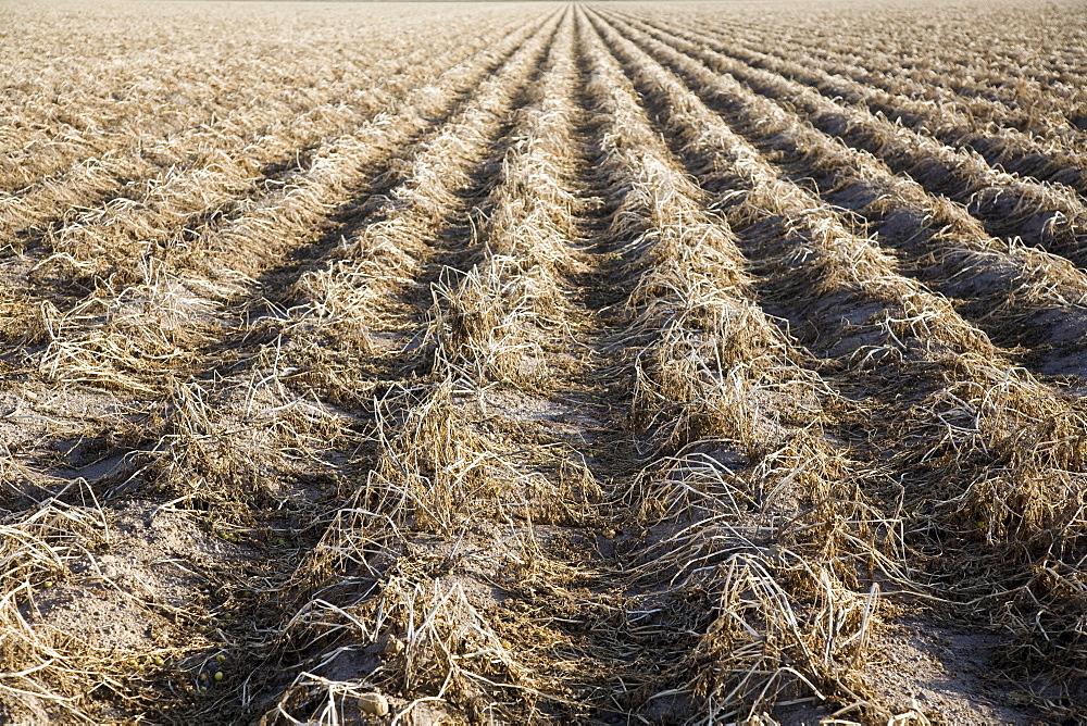 Potato field awaiting harvesting, Colorado, USA