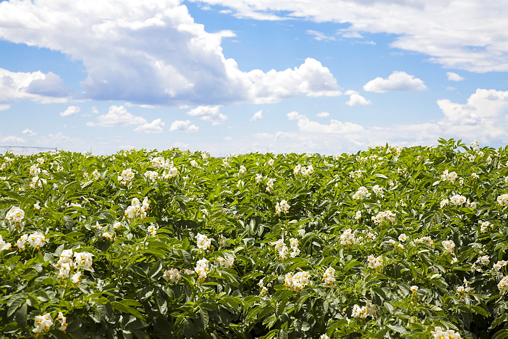 Flowering potato plants, Colorado, USA