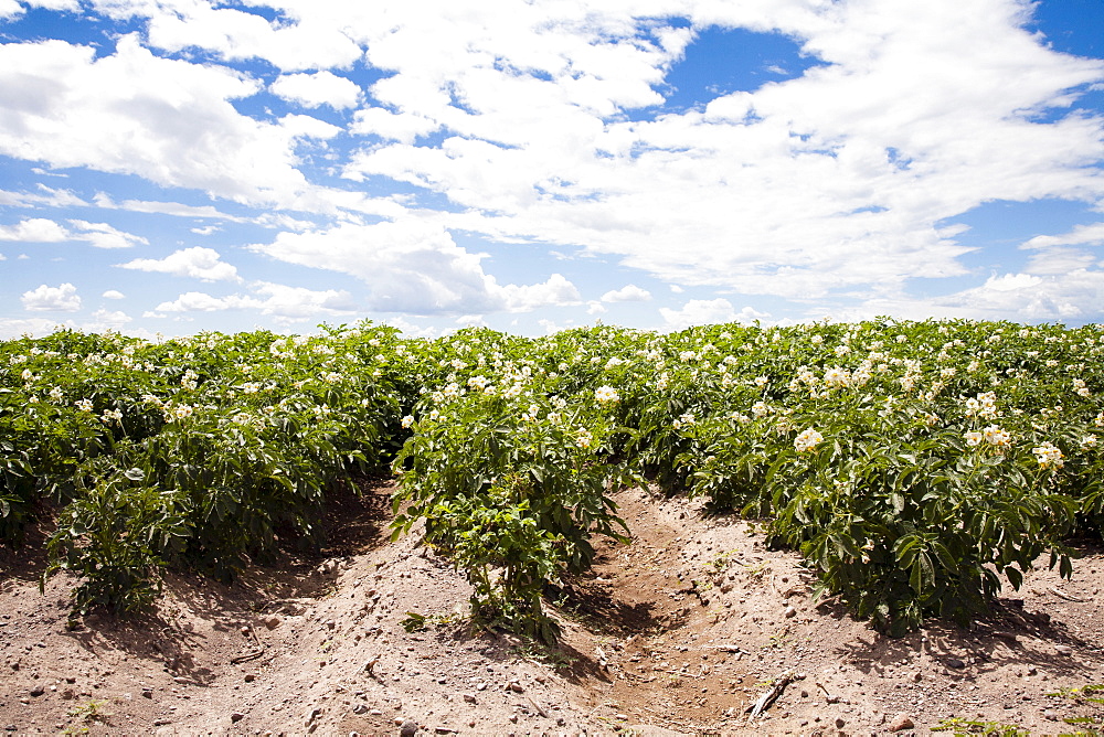 Field of potatoes, Colorado, USA