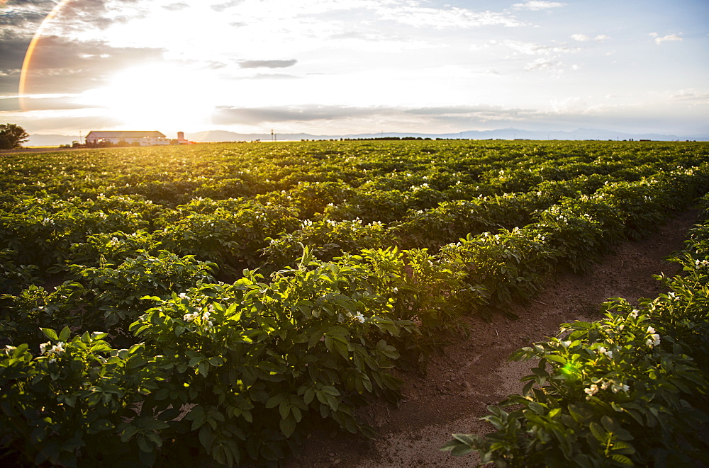 Sunset over potato field, Colorado, USA