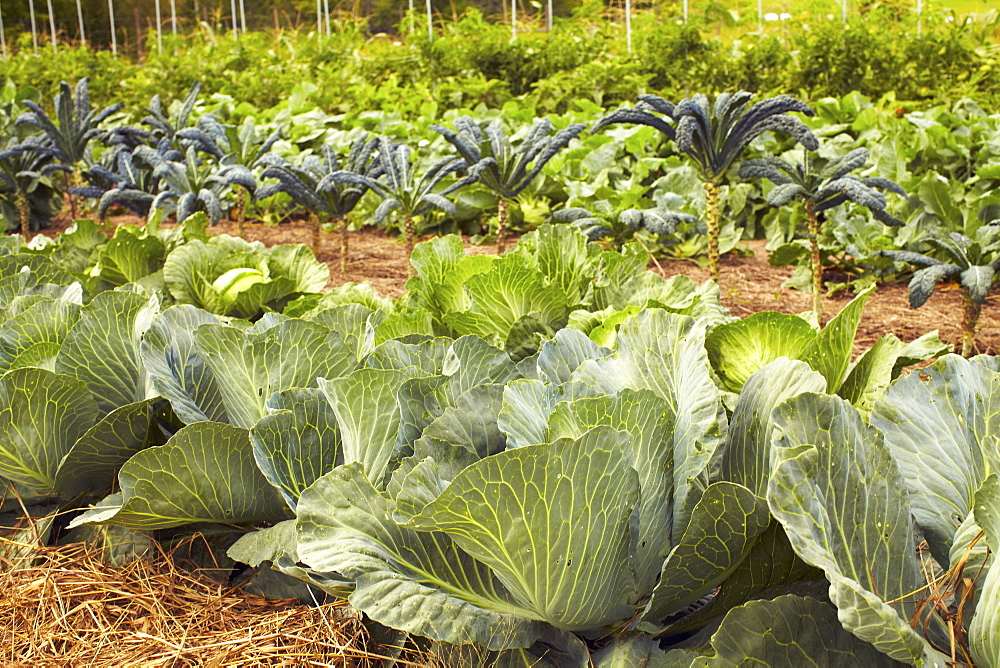 Field of cabbages