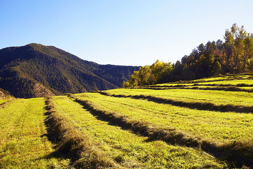 Fields with hay, USA, Western USA, Colorado