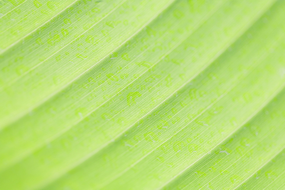 Close-up of leaf's surface