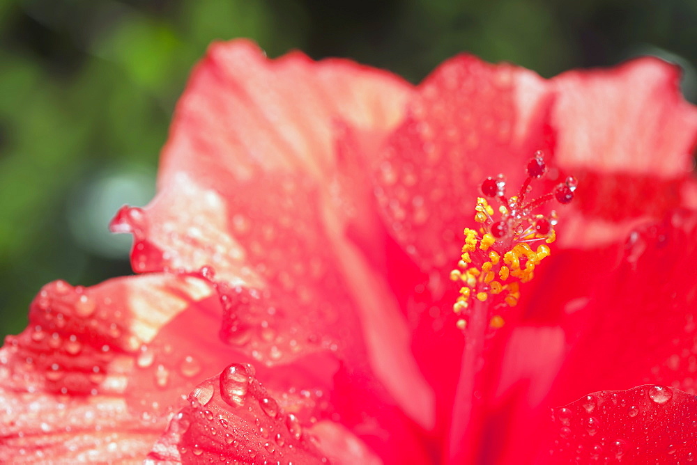 Close up of hibiscus
