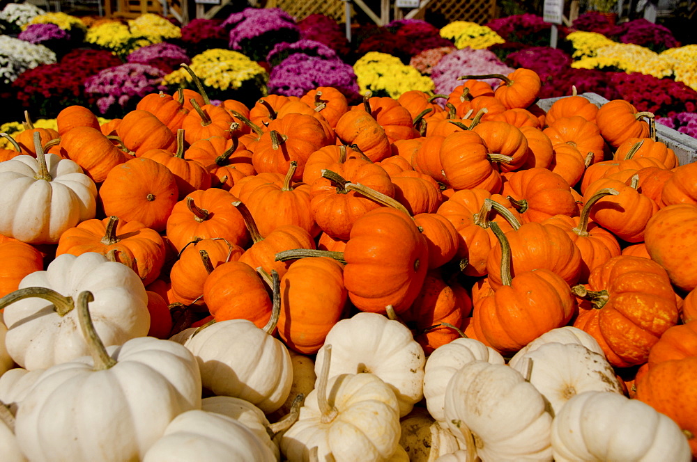 Stack of pumpkins