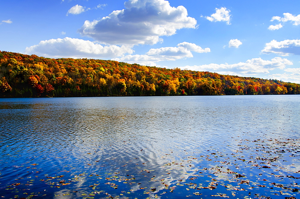 Fallen leaves floating on water, Kittatinny State Park, Sparta, New Jersey