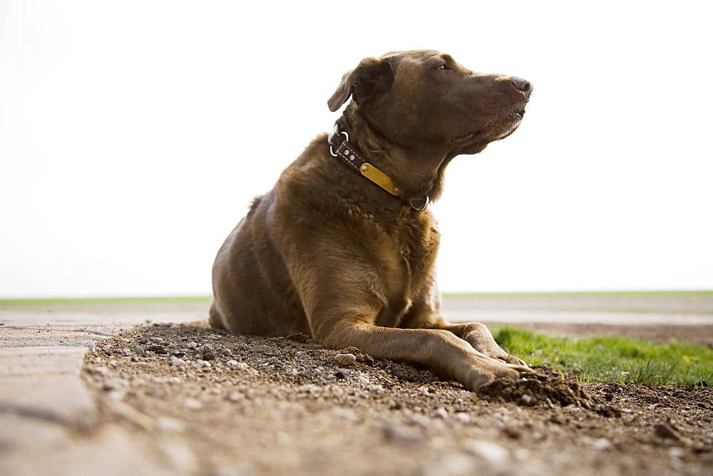 Chocolate Labrador looking away, Colorado, USA