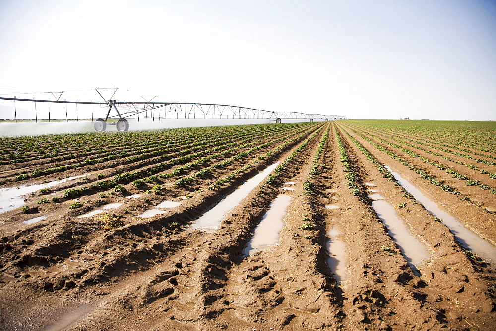 Sprinkler watering flowering potato field, Colorado, USA
