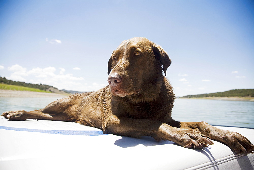 Chocolate Labrador dog resting on back of boat, Colorado, USA