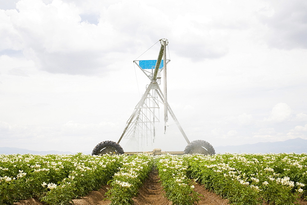 Sprinkler watering flowering potato plants, Colorado, USA